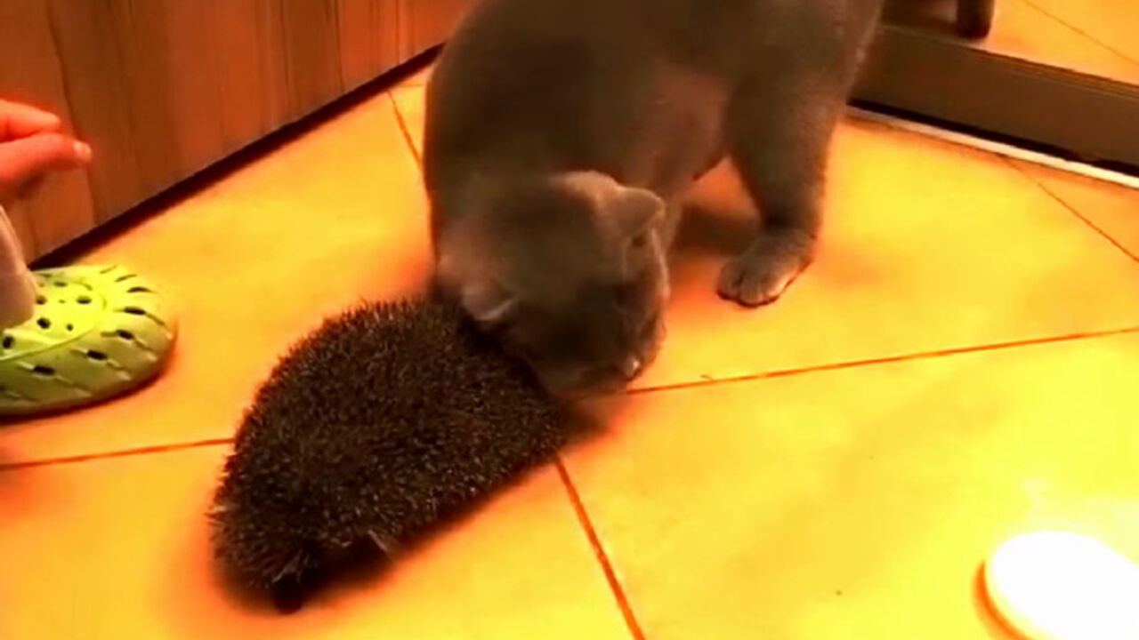 Maca i jež