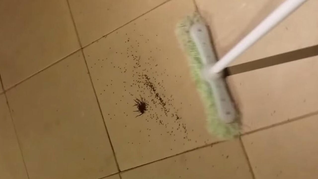 Australijski pauk