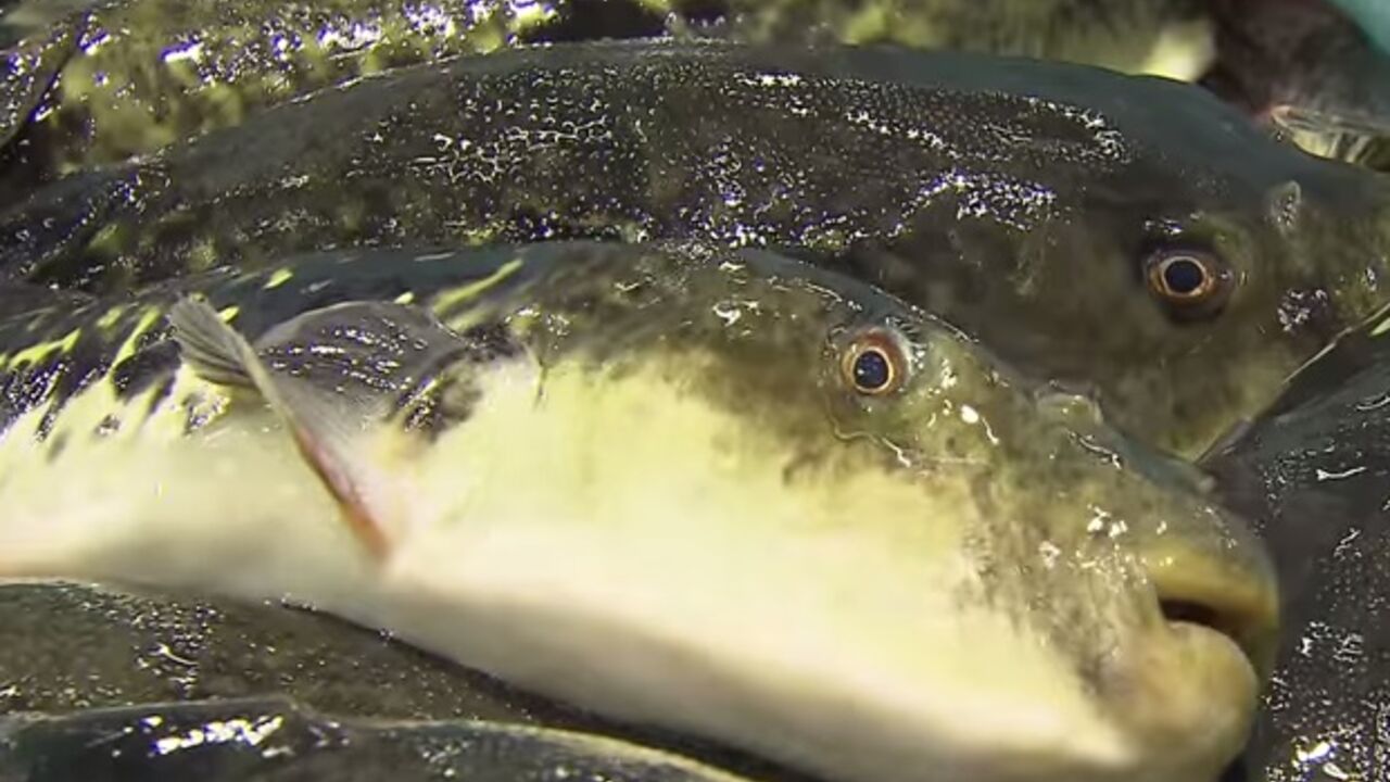 fugu