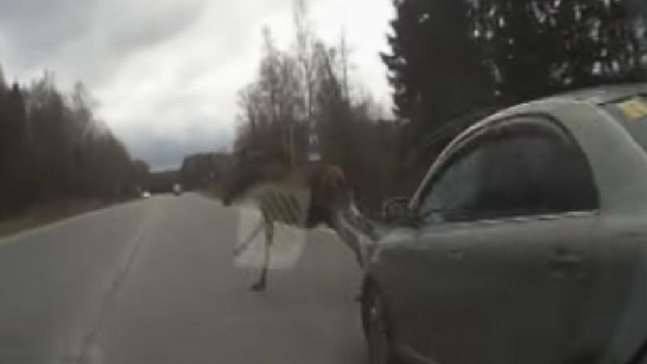 Životinja na putu