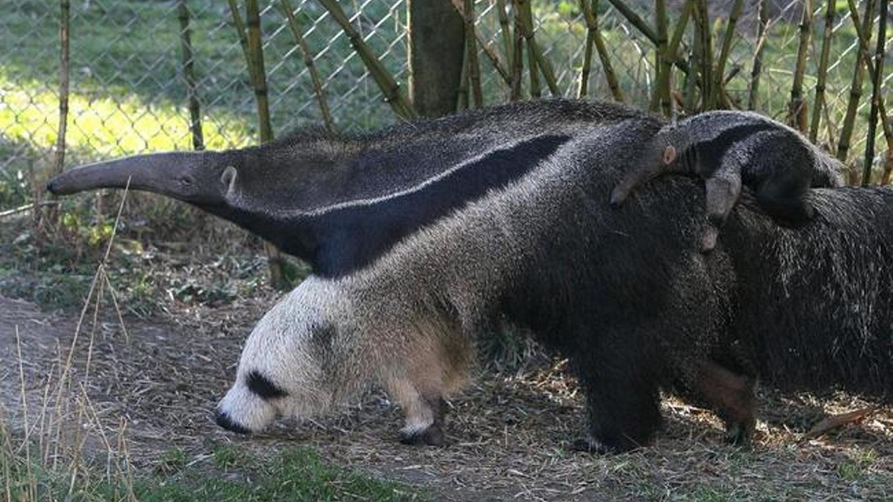 Mravojed