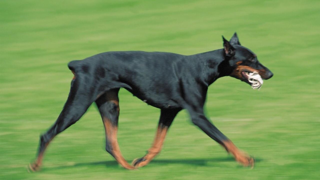 Doberman