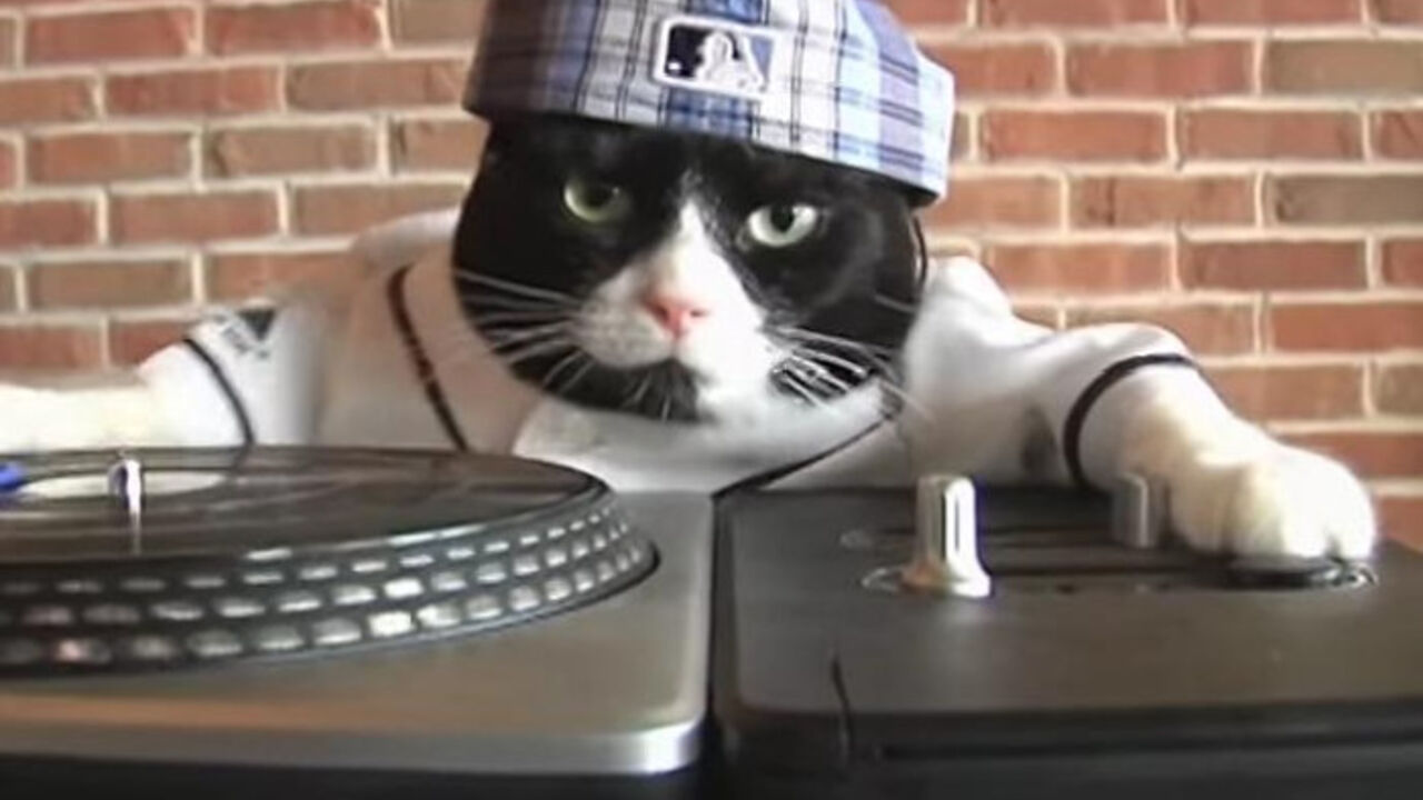 mačka kao DJ