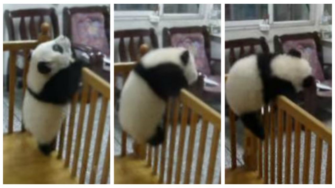 panda beži iz kreveca