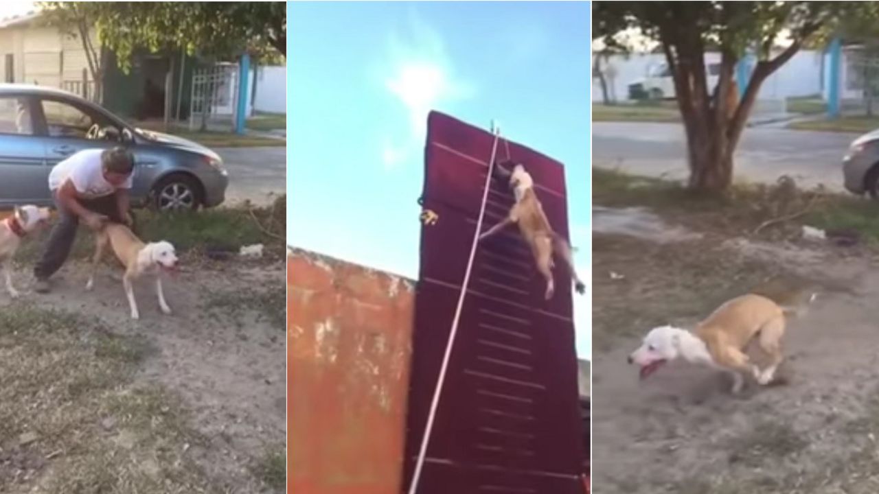 Pas skače na visinu od 4 metra