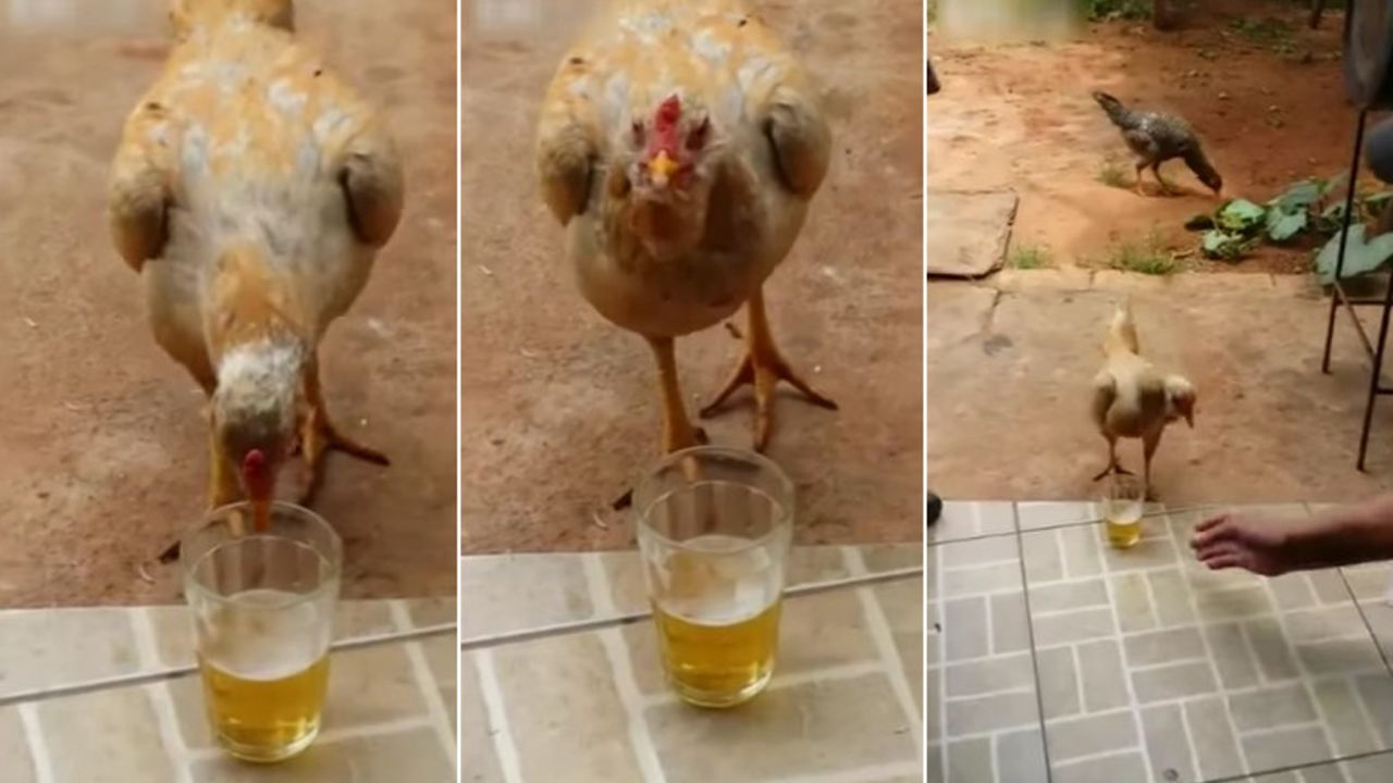 Kokoška pije pivo