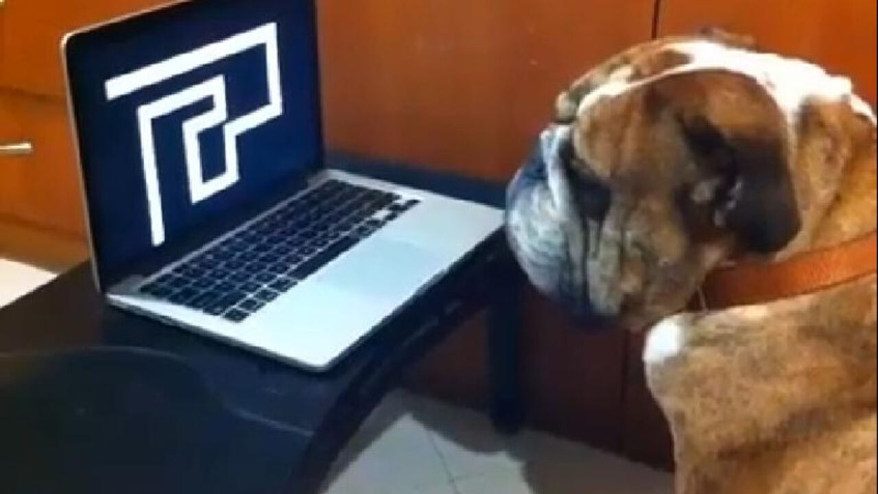 Buldog