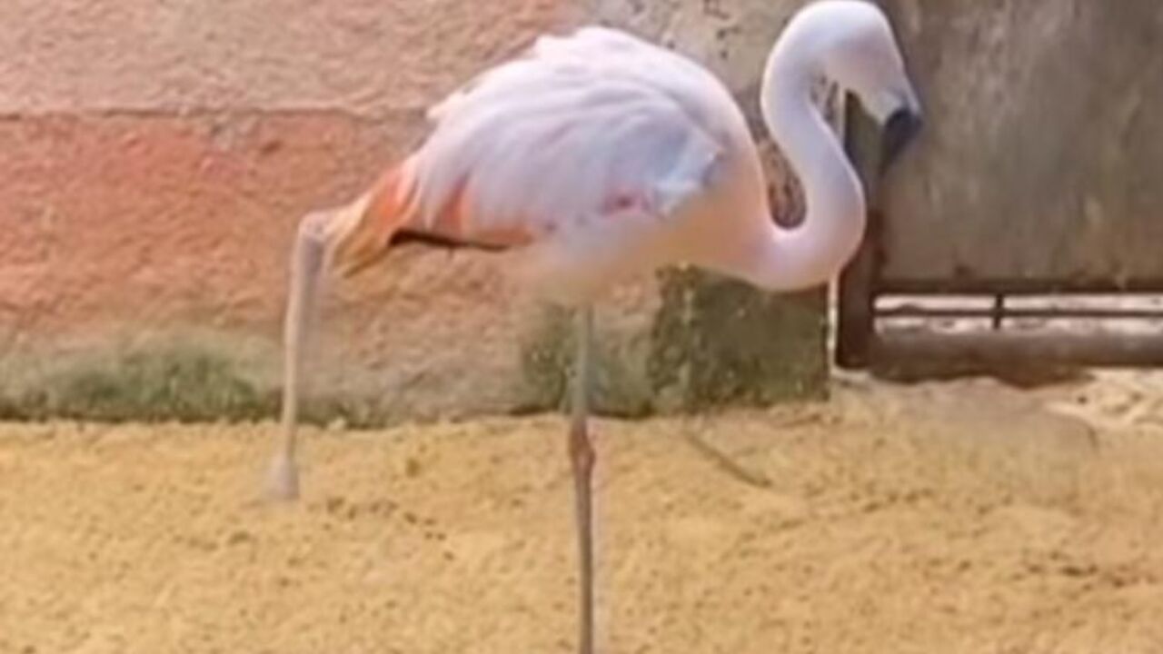 Flamingo