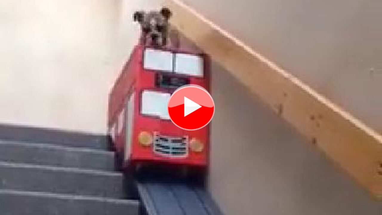 Buldog u autobusu