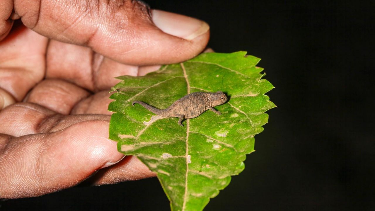 kameleon