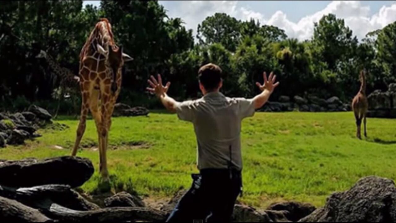 Čuvar ZOO VRTA i žirafe