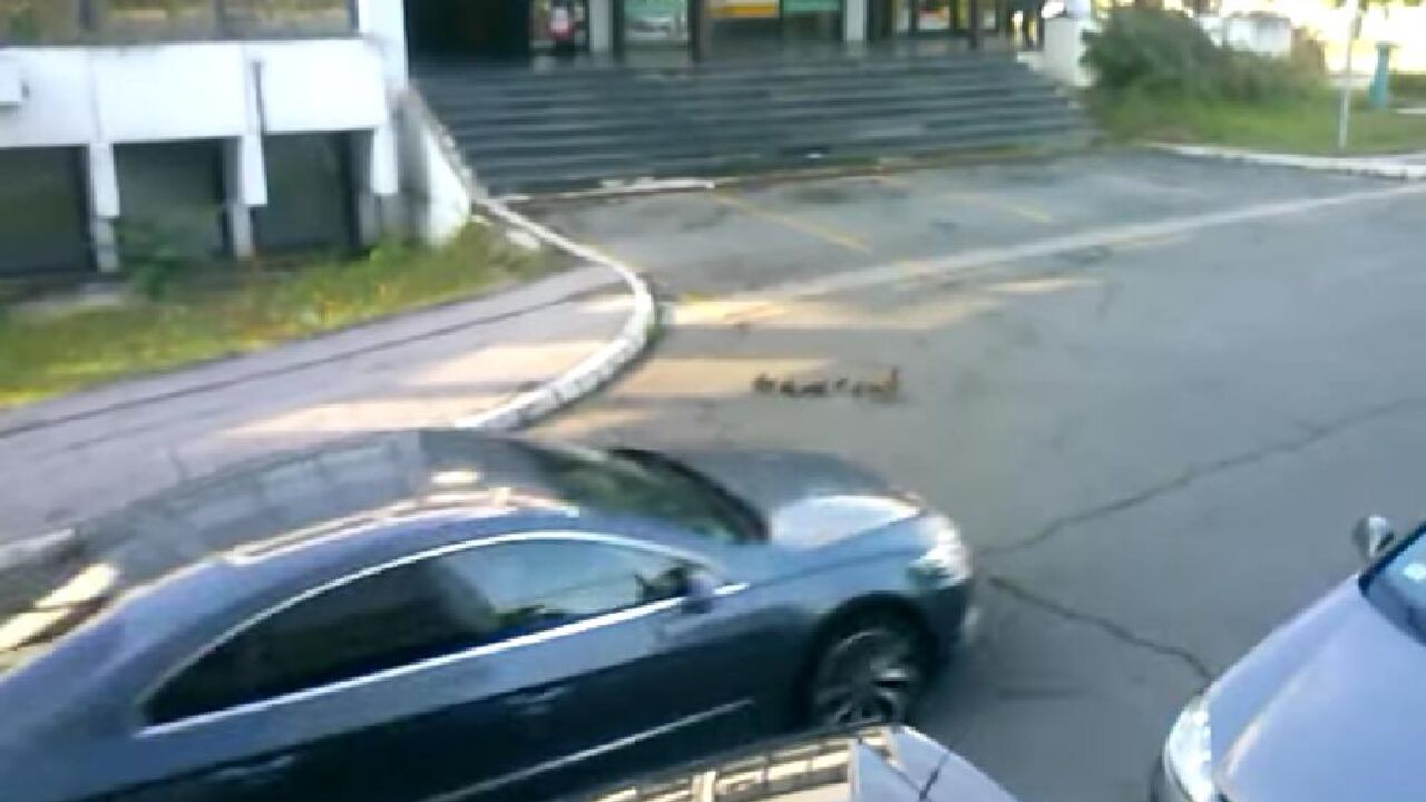 Patka i pačići na putu 