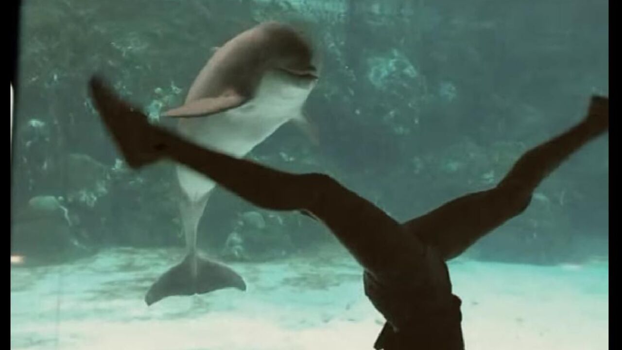 Delfin u akvarijumu