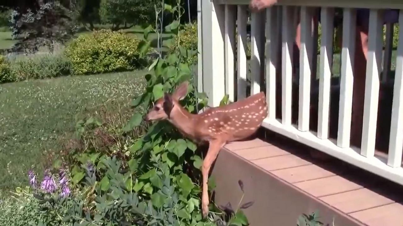 Bambi zaglavljen u ogradi