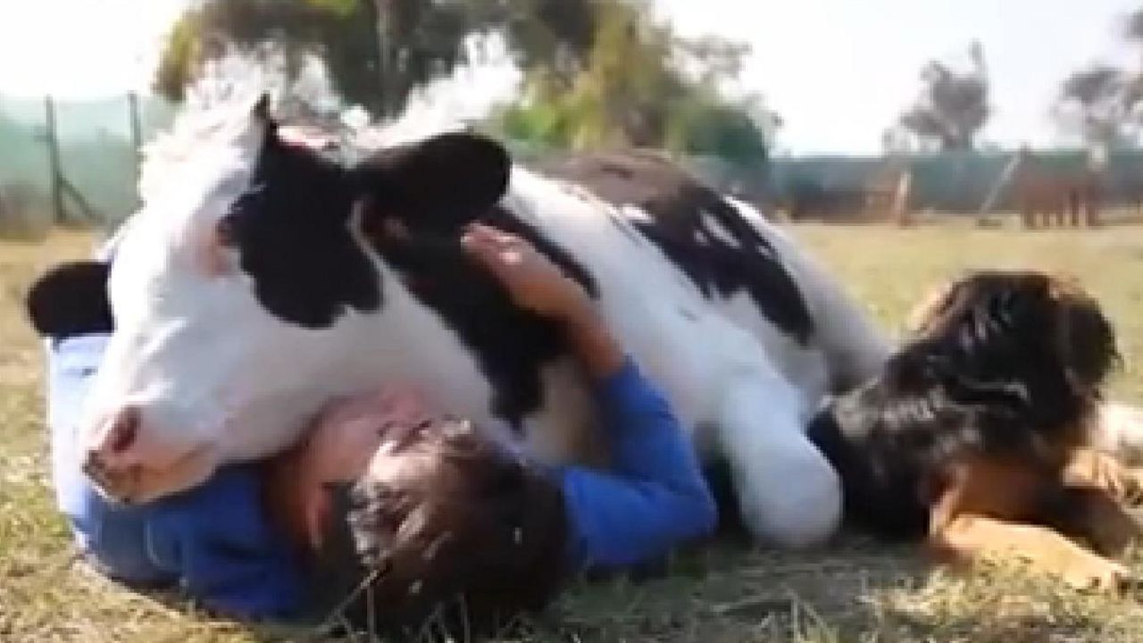 Krava i čovek se maze