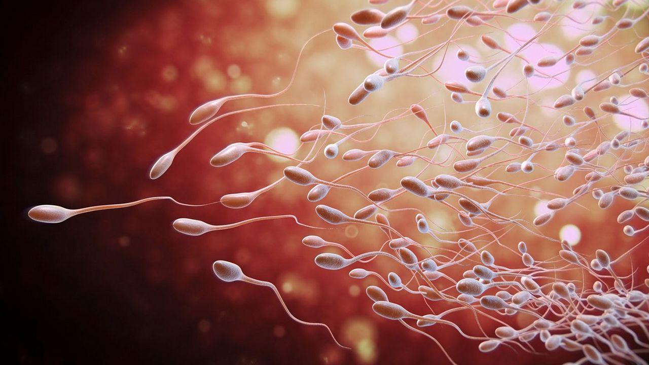 Spermatozoid