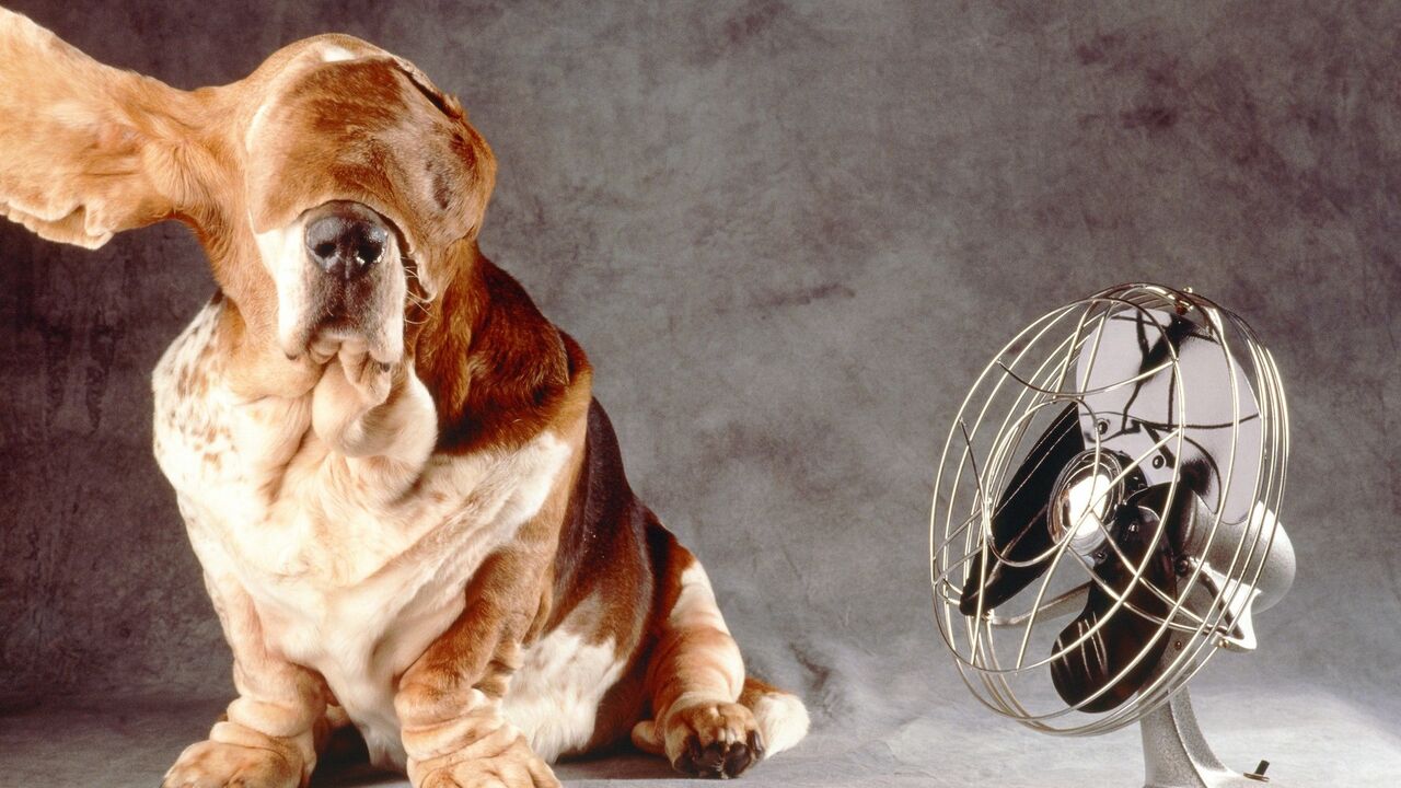 Pas se rashlađuje ispred ventilatora