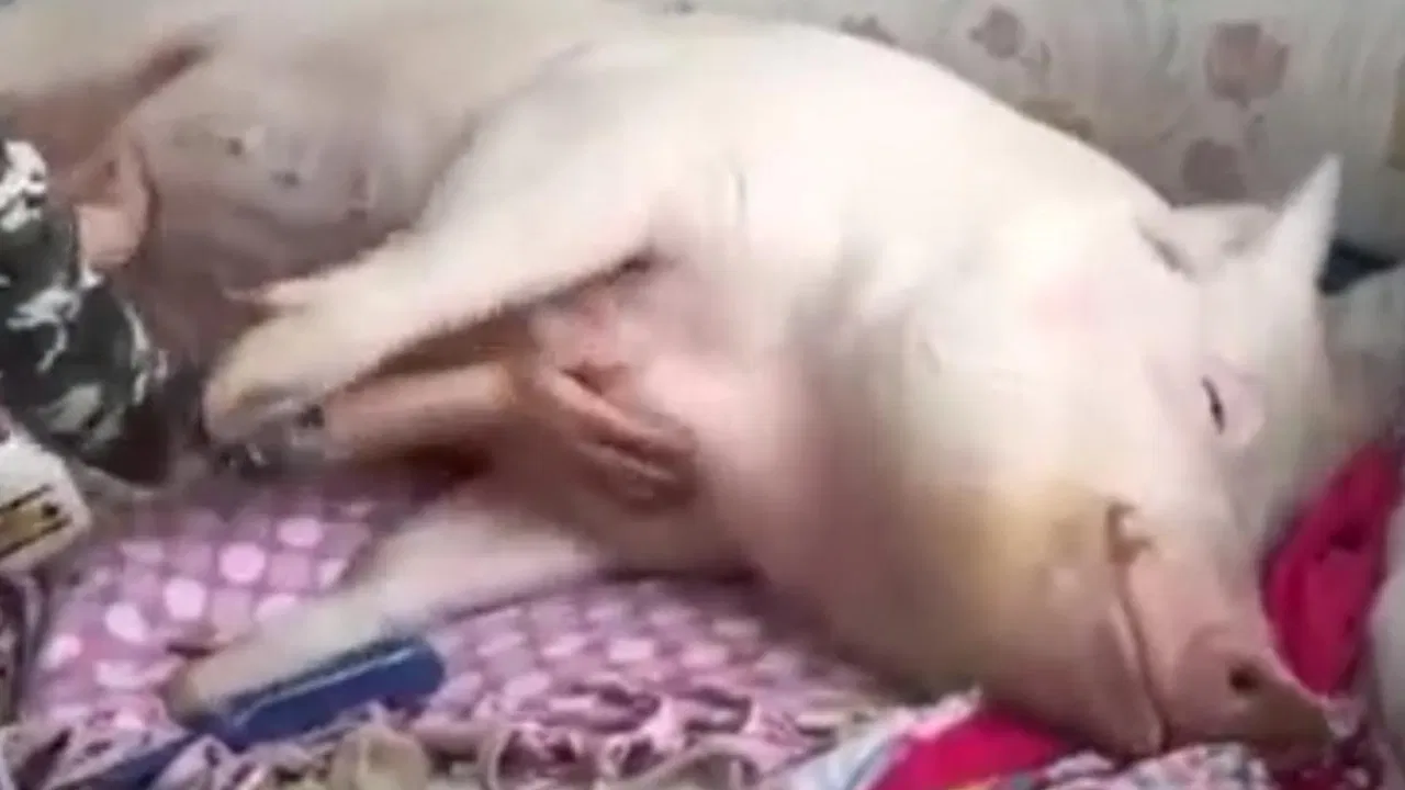 Svinja se mazi