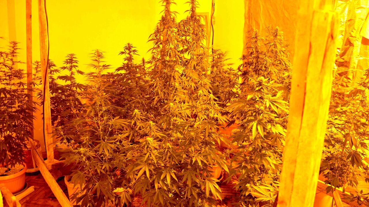 Marihuana