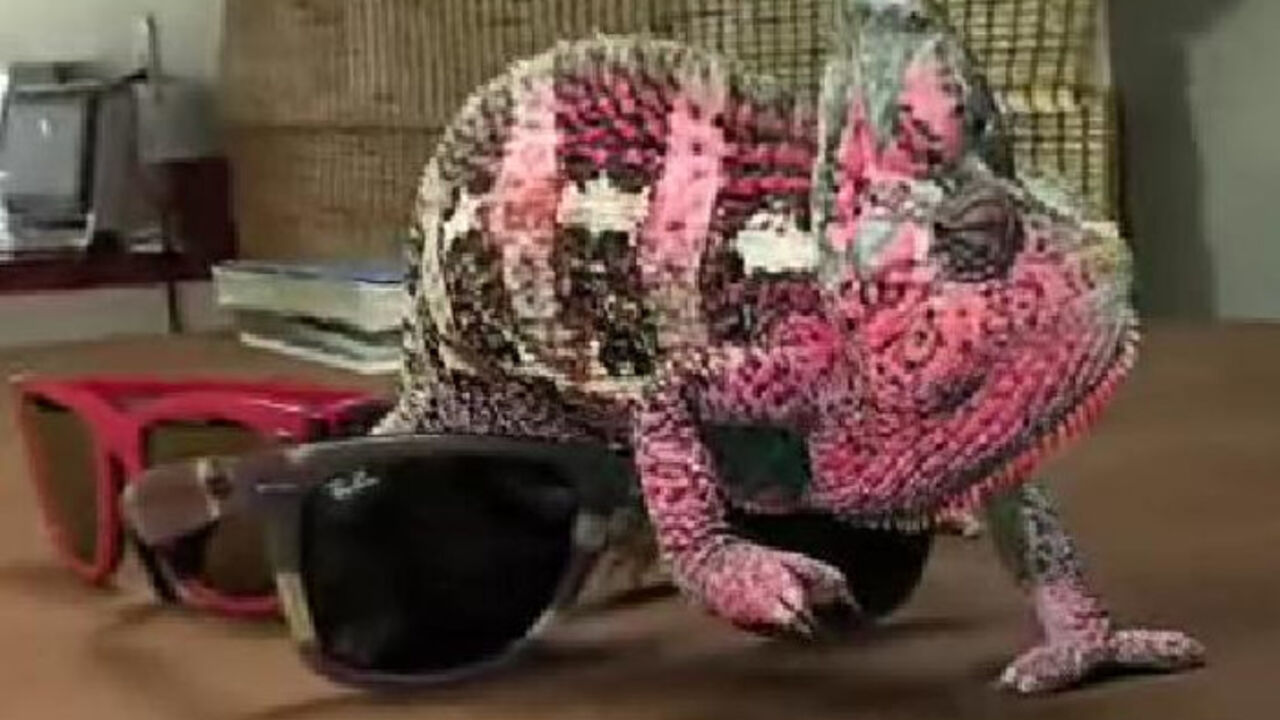 kameleon