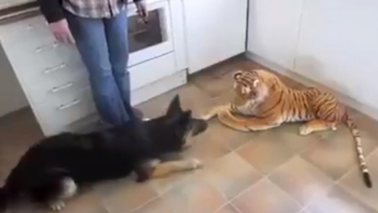 Pas i plišani tigar