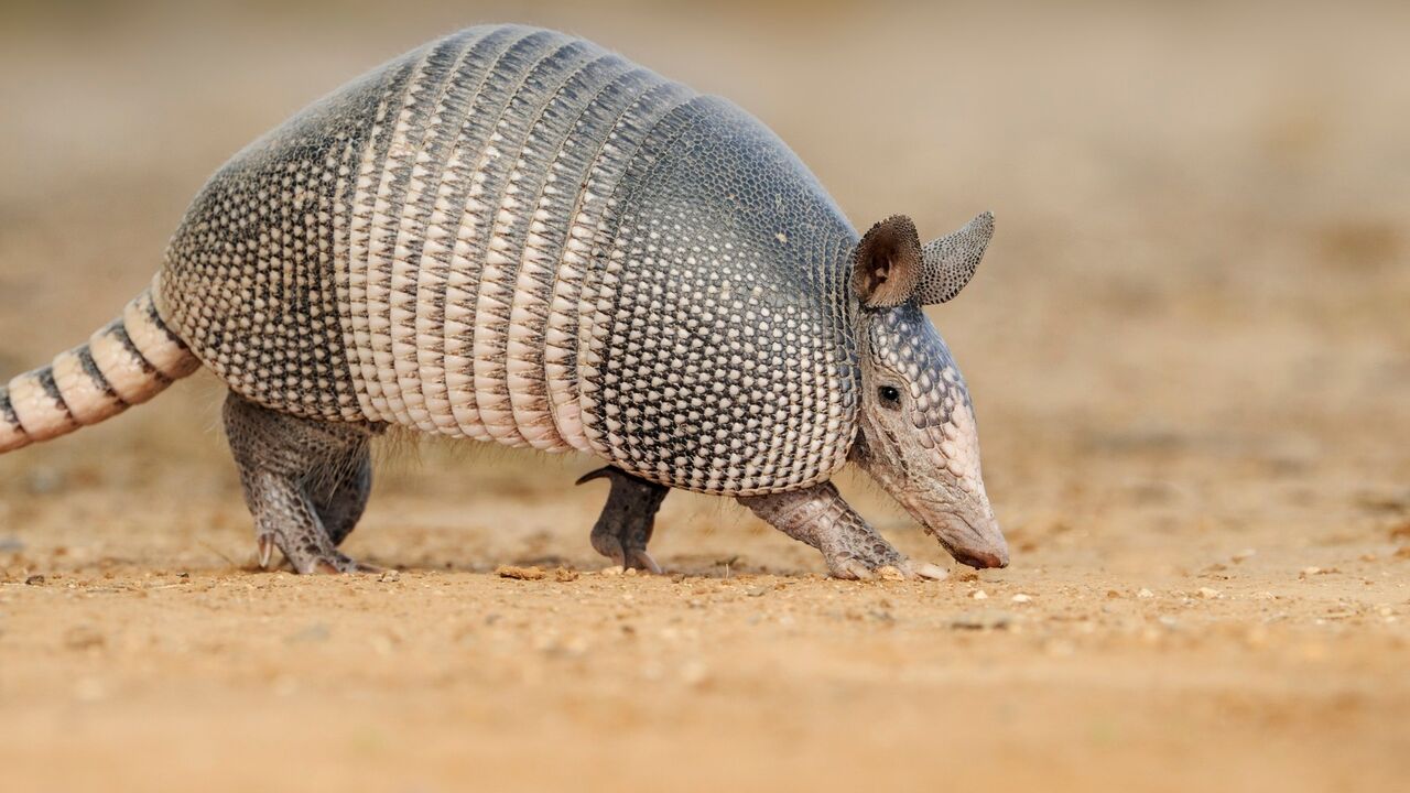 Armadilo