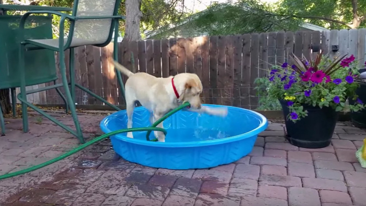 Labrador