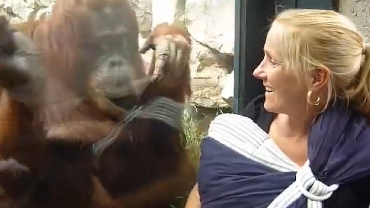 Orangutan i žena sa bebom