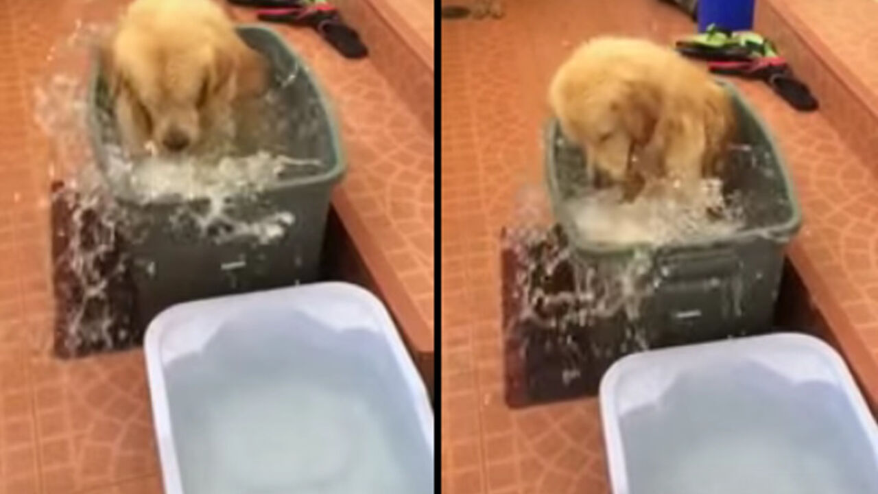 Pas se kupa