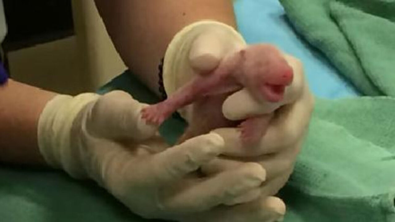 panda