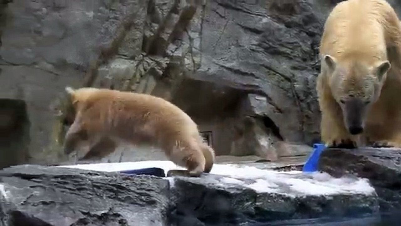 Polarni medvedi