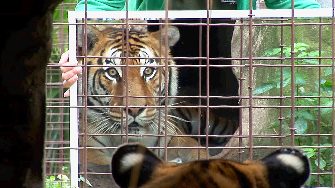 Tigar u ogledalu ne može da veruje