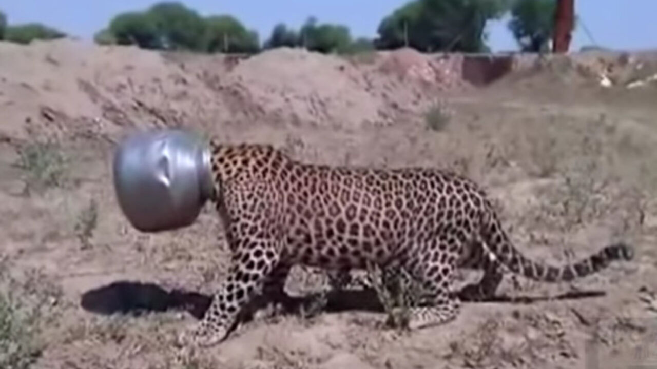Leopard