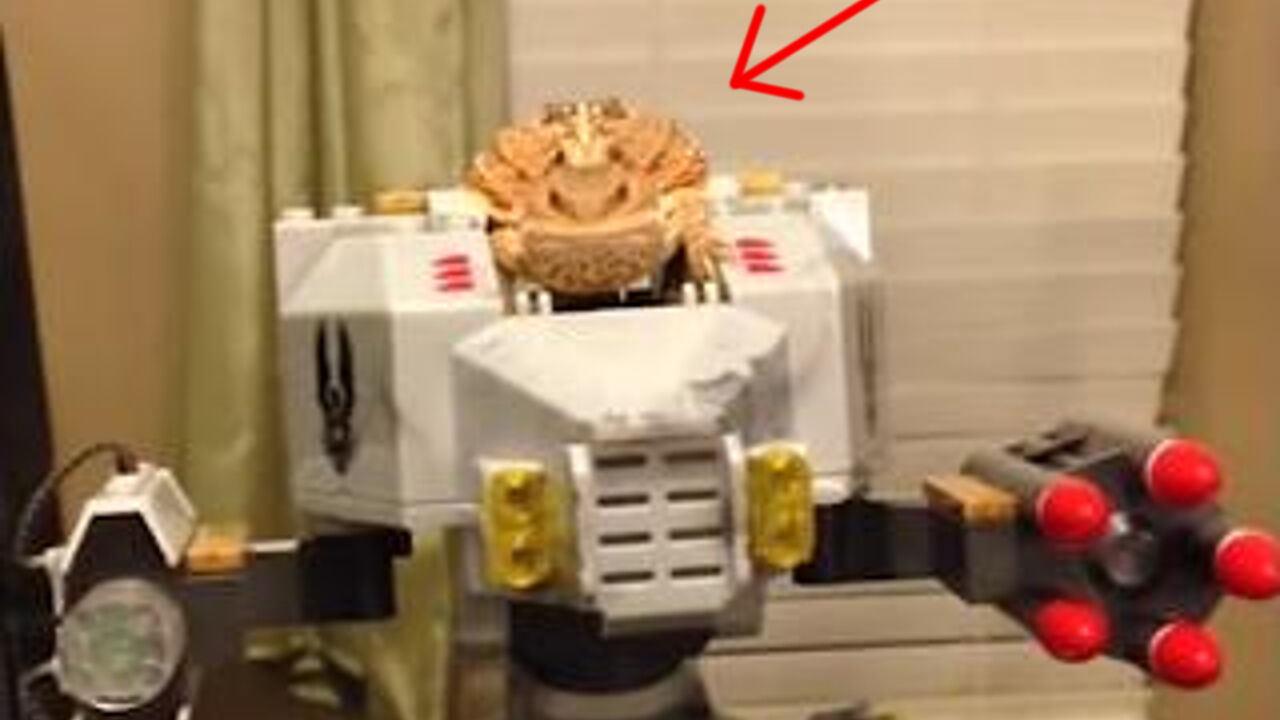 Žaba na robotu