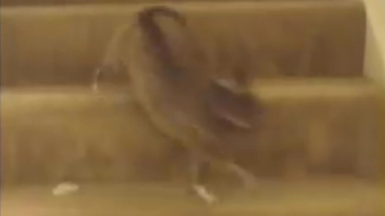 kuca na stepenicama