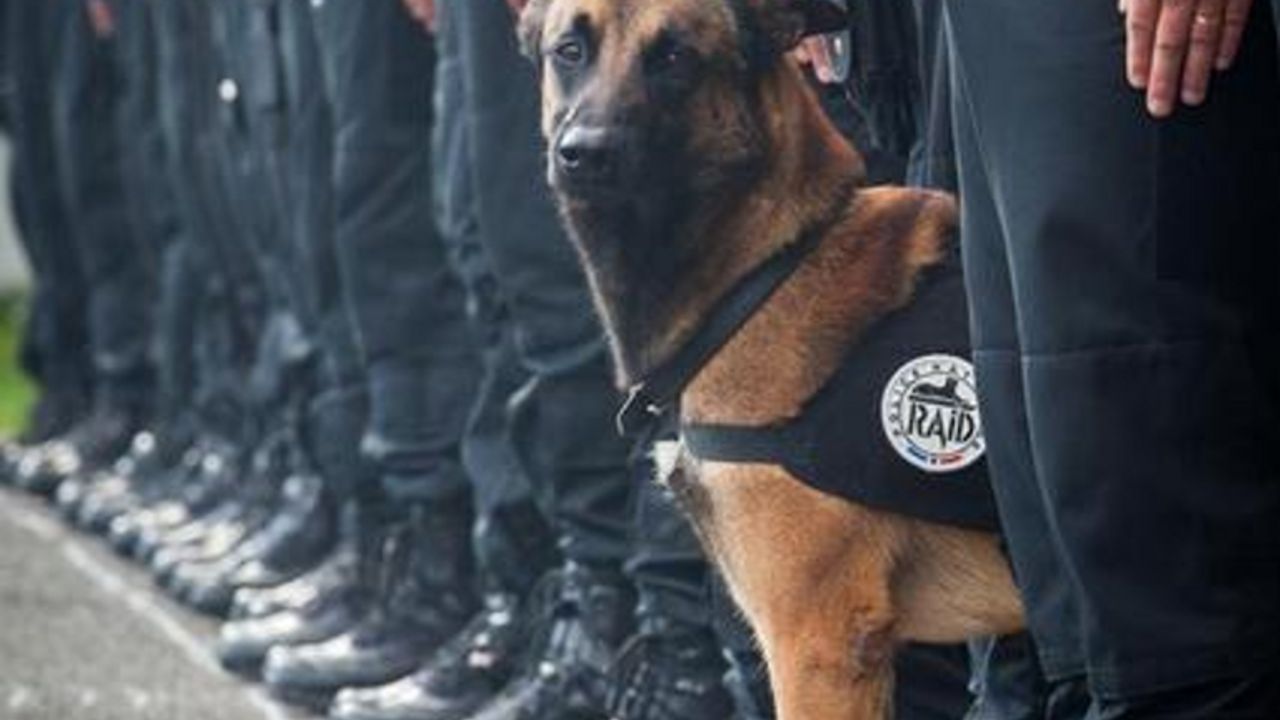 Policijski pas