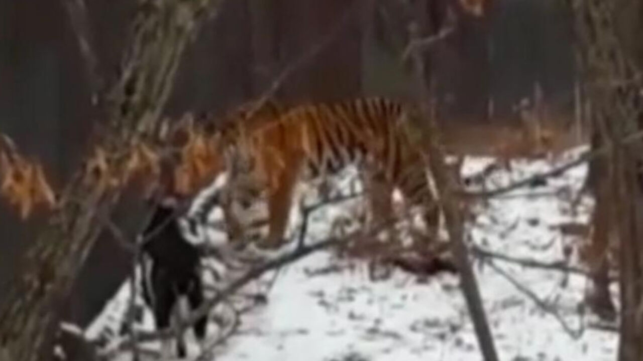 Ovan i tigar