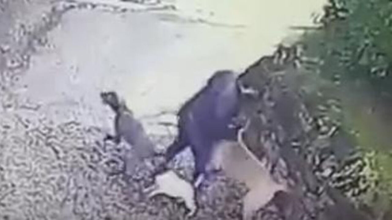žena u šetnji sa psima