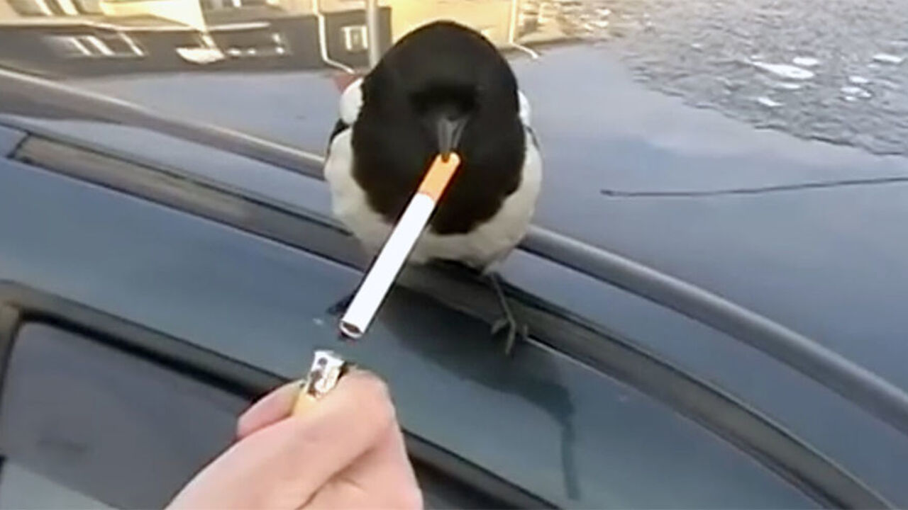 Svraka sa cigaretom