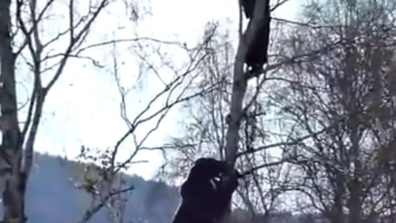 Medved se penje na drvo za čovekom