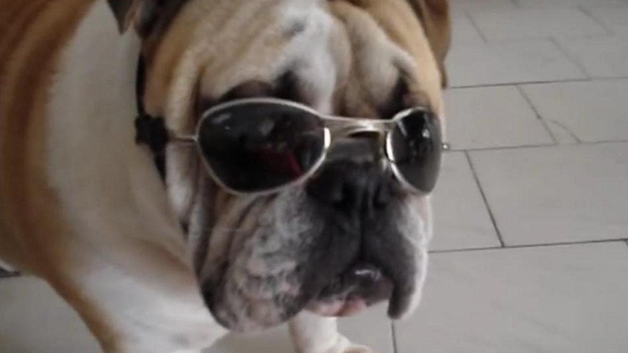 Buldog sa naočarima