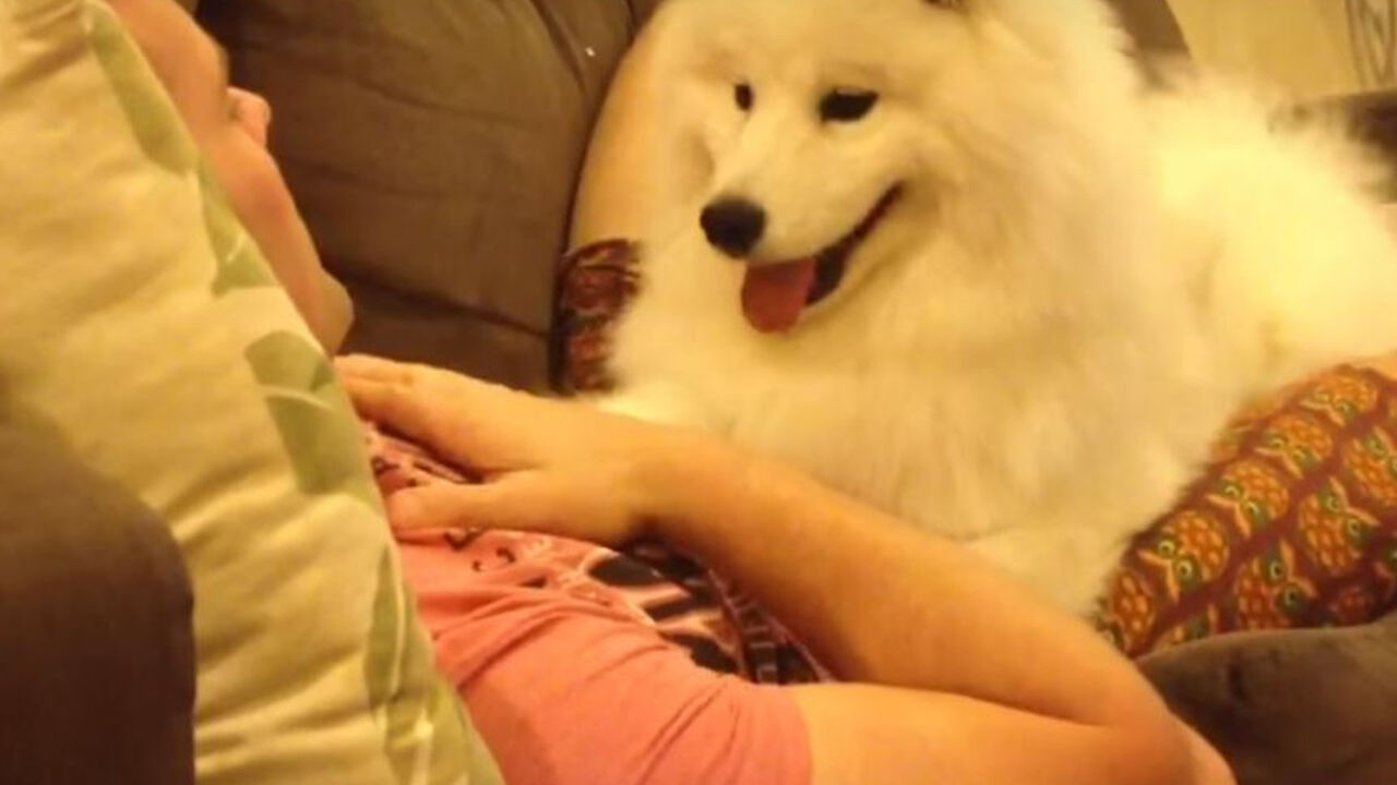 Samojed