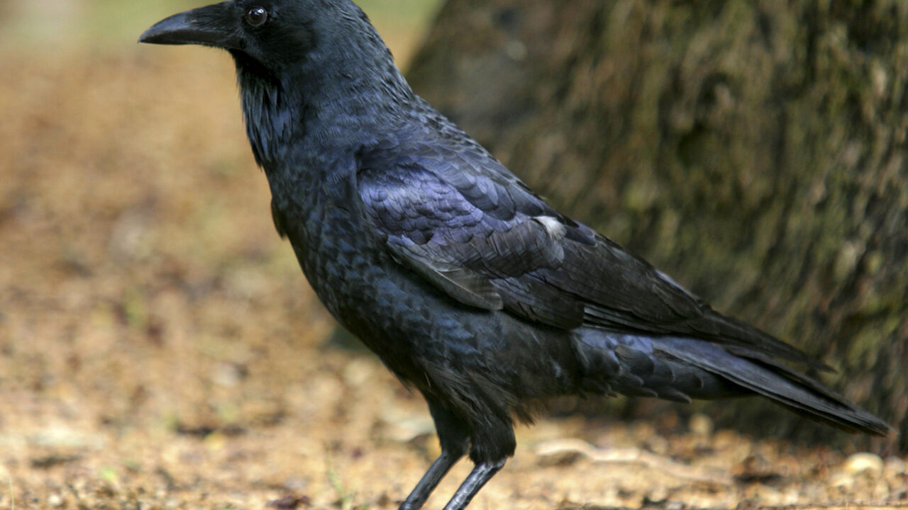 Vrana