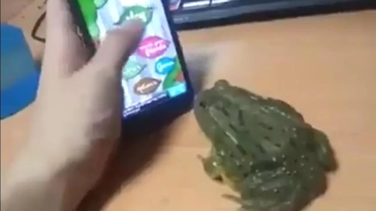 Žaba igra igrice na telefonu