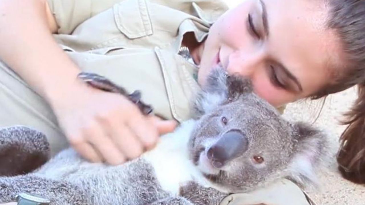 devojka i koala