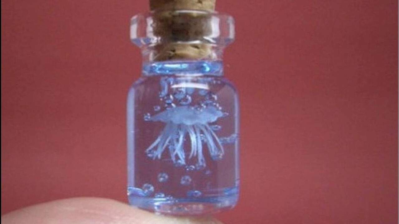 Irukanđi meduza