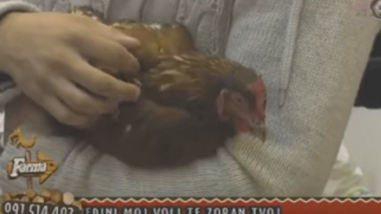 Kokoška na imanju