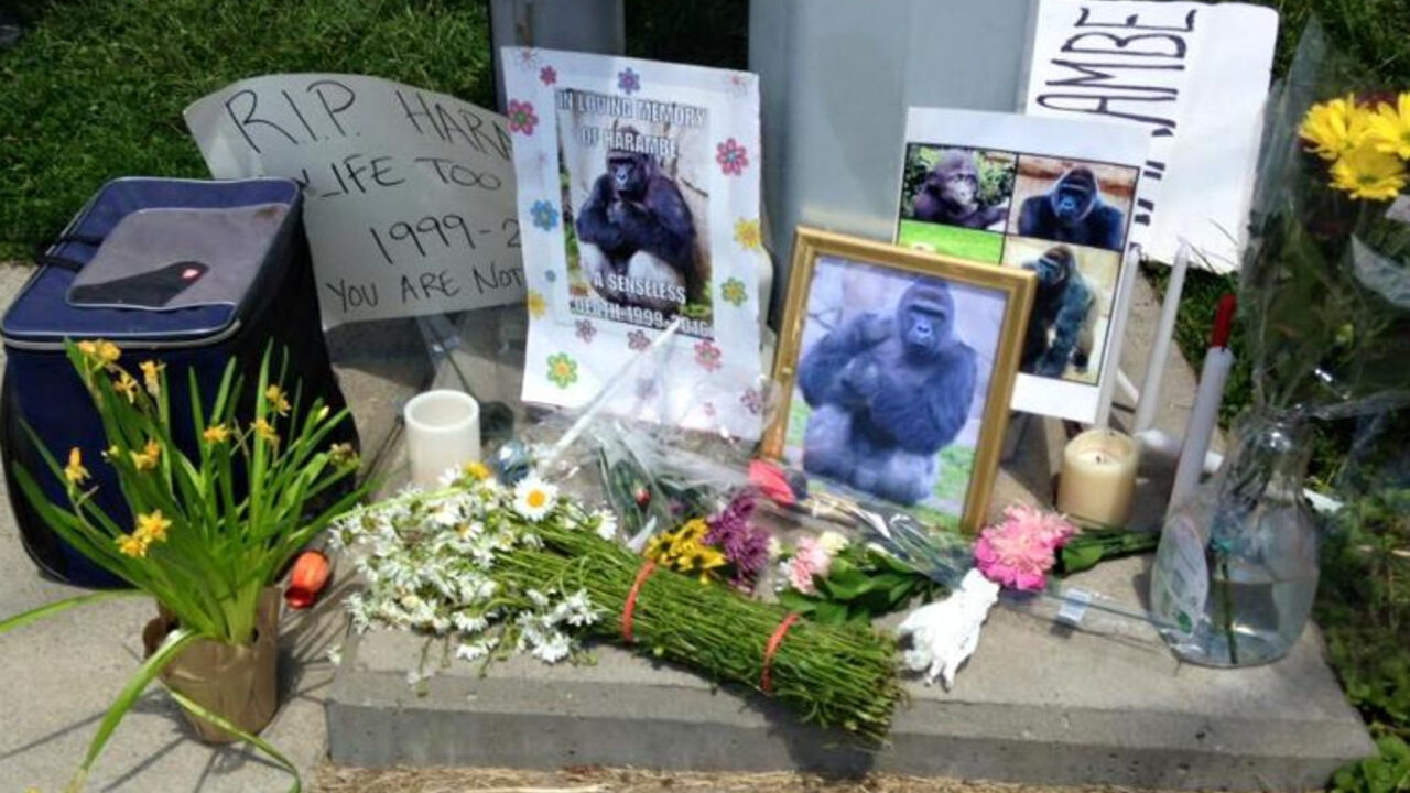 Harambo