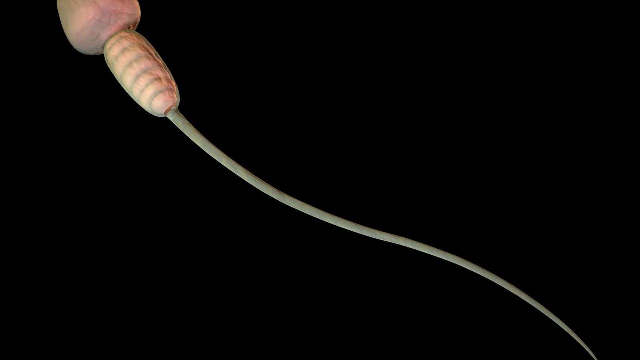 sperma