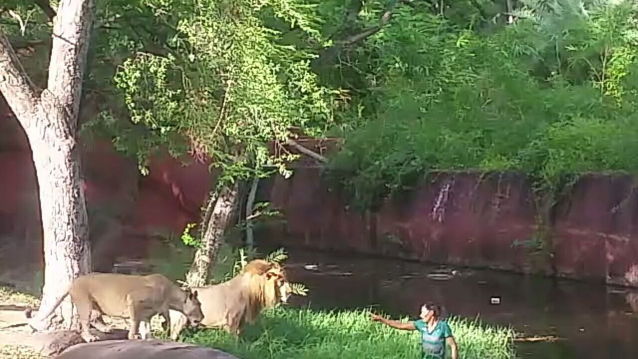 Čovek hoće da se rukuje sa lavovima